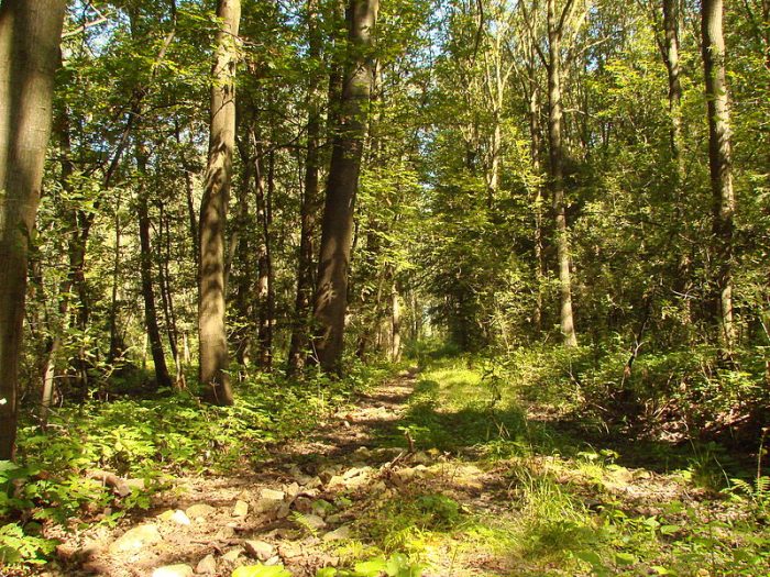 Leśnicy wycinają lasy, żeby zapłacić haracz nałożony przez rząd?