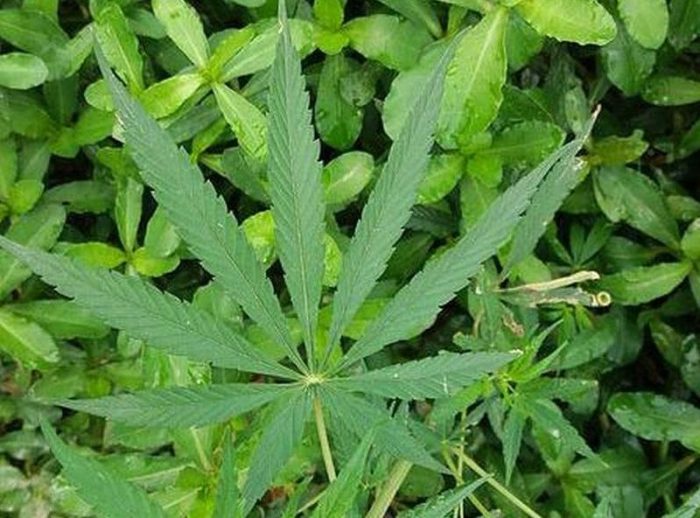 Niemcy legalizują medyczną marihuanę